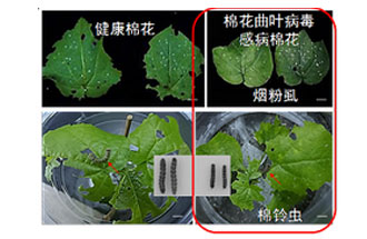 近日，微生物研究所發(fā)現(xiàn)雙生病毒調(diào)控植物免疫平衡實(shí)現(xiàn)全新生態(tài)功能